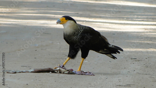 the Carcará, a Brazilian bird of prey eating its prey