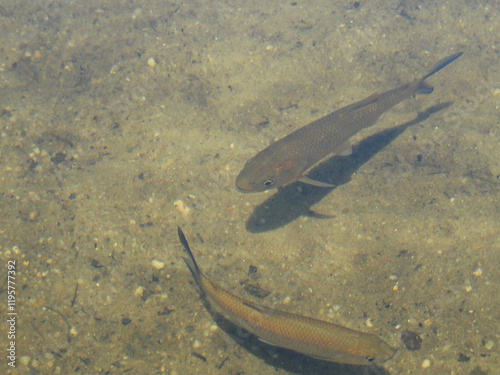 Fish in the sand pit in Rio Preto State Park, Minas Gerais, Brazil