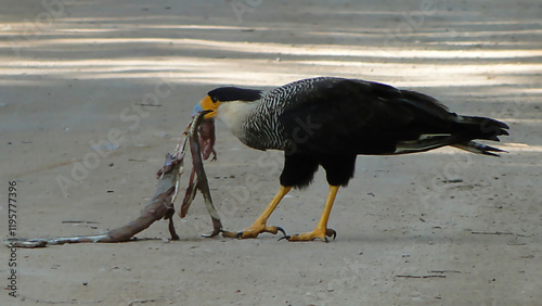 the Carcará, a Brazilian bird of prey eating its prey