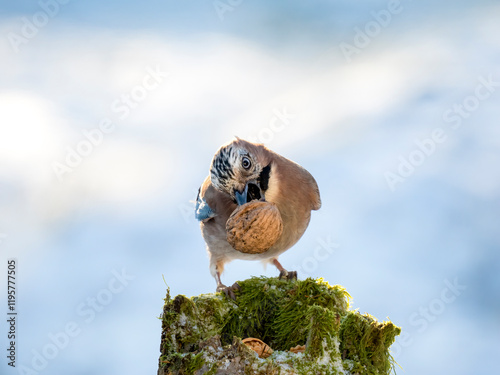 Eichelhäher (Garrulus glandarius)   photo