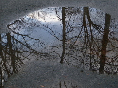 bare trees reflection in puddle in winter