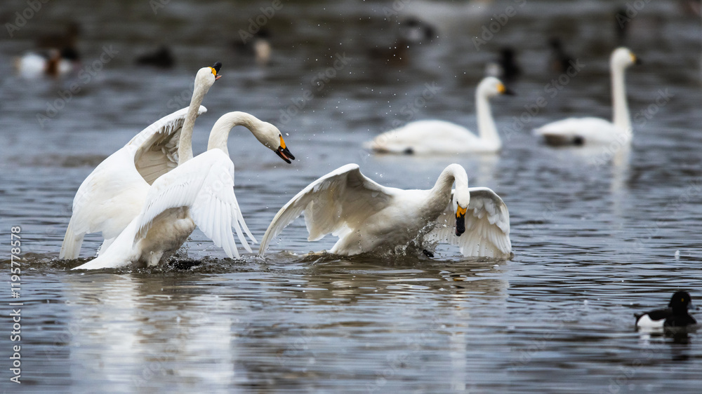Tundra Swan, Bewick's Swan, Cygnus columbianus at winter in Slimbridge, England