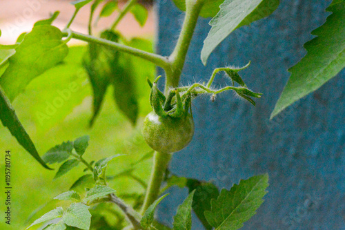 Un tomate verde que crece en un rincón incómodo. Las plantas siempre encuentran una forma de crecer. photo