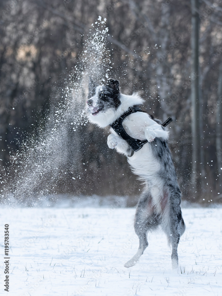 border collie blue merle na dwóch łapach w śniegu zima