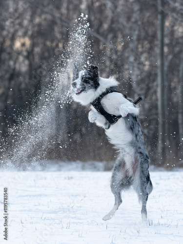 Obraz na płótnie border collie blue merle na dwóch łapach w śniegu zima w salonie