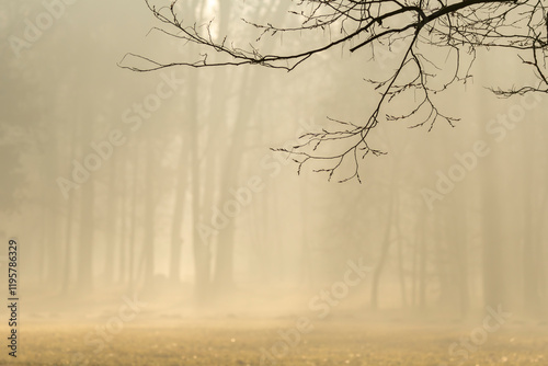 Obraz na płótnie drzewa we mgle park w salonie