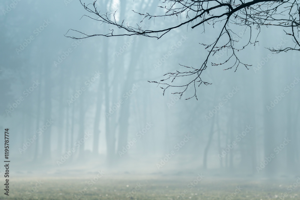 drzewa we mgle park las gałęzie mgła