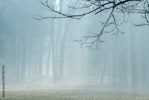 Obraz na płótnie drzewa we mgle park las gałęzie mgła w salonie