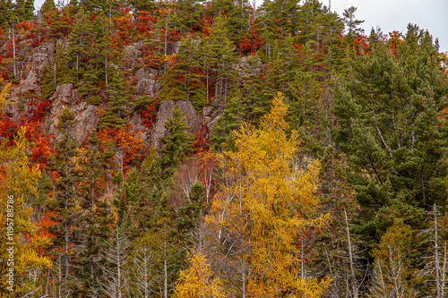 autumn leaves in the woods photo