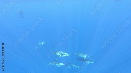 Hawaiian spinner dolphin swimming appear in the bright blue ocean Kona coast on the Big Island of Hawaii dolphin group swimming in sleep trance  (USWS) unihemispheric slow-wave sleep dolphin pod