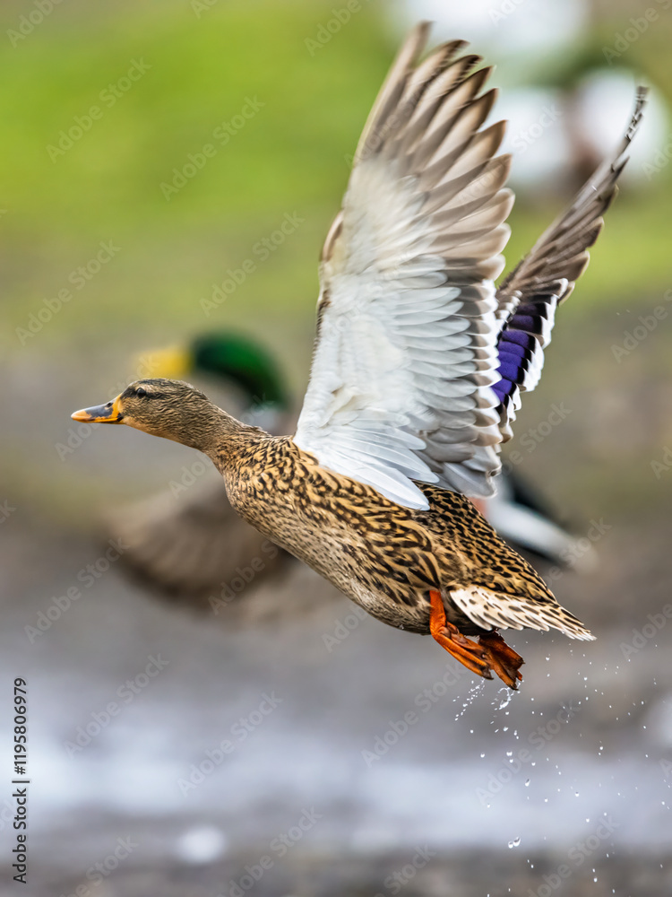 Fototapeta premium Mallard, Anas platyrhynchos, bird in flight over winter marshes