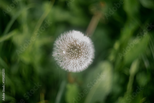 dandelion on green background, dandelion in the grass	
