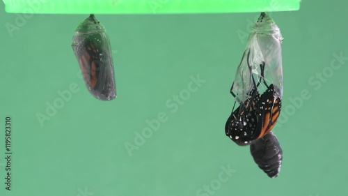 A Monarch butterfly emerging from the chrysalis on a green background