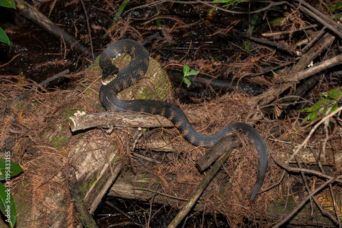 Full length view of a Southern Watersnake in the Florida Everglades