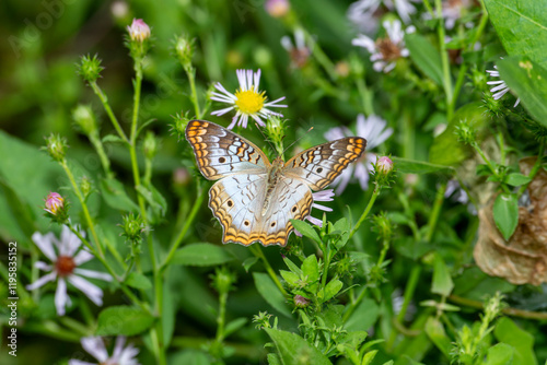 Top view of a White Peacock butterfly feeding on aster flower in Florida