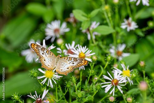 Top view of a White Peacock butterfly feeding on aster flower in Florida