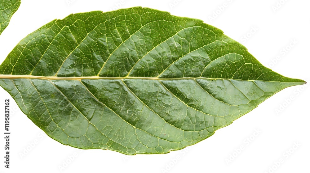 Obraz premium A close-up of a walnut leaf, isolated on a white background