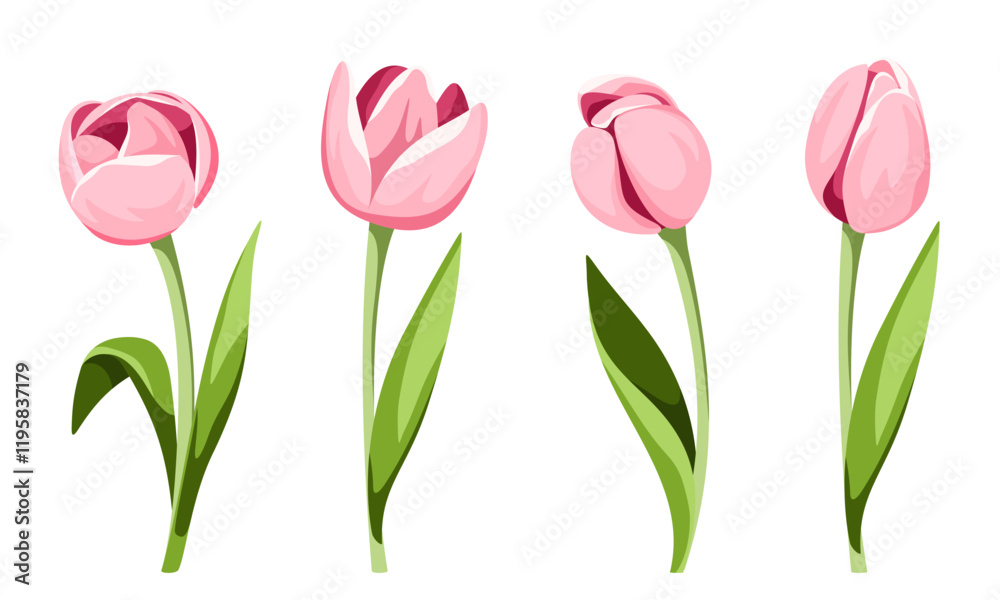 Pink tulips. Set of tulip flowers isolated on a white background. Vector illustrations