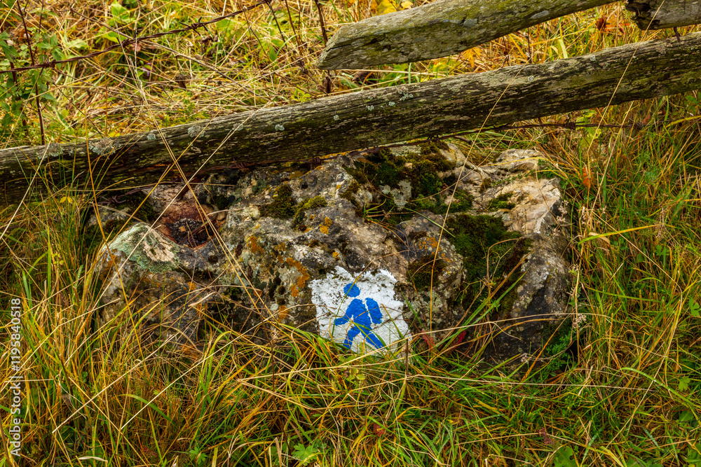 Obraz premium Romania, Transylvania, Carpathian Mountains. Hillside.