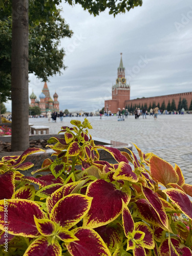 Coleus blumei Wizard Scarlet against the backdrop of Red Square in Moscow with blurred focus. photo