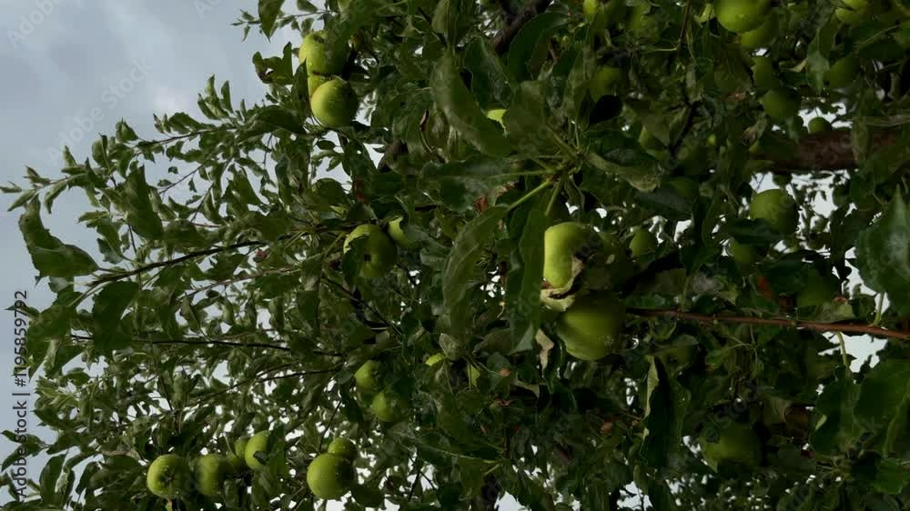 Green apples on a tree branch at rainy day Green apples on a tree branch at rainy day