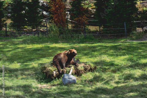 Brown bear on a meadow, in a zoo enclosement - matte look photo