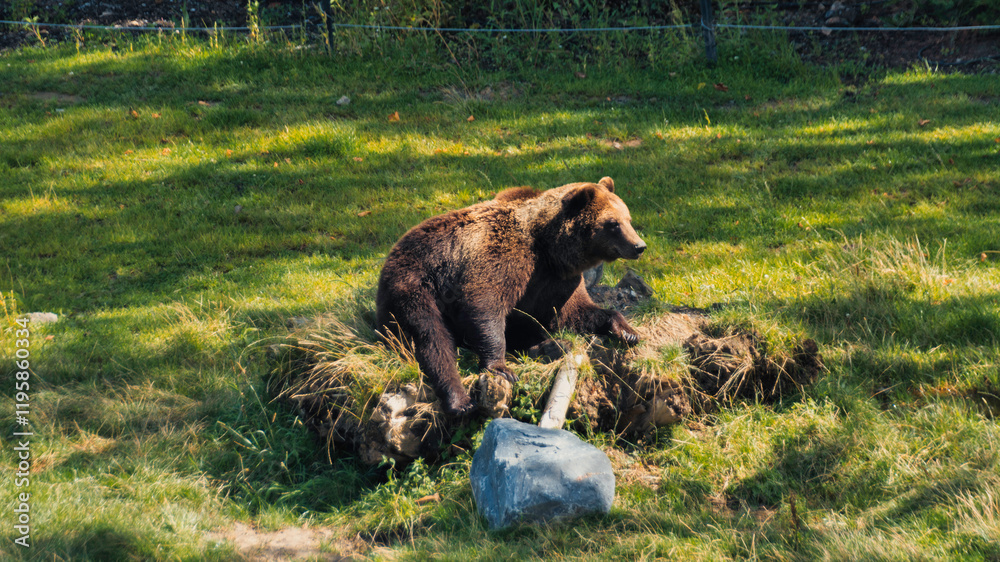 Fototapeta premium Brown bear in a zoo