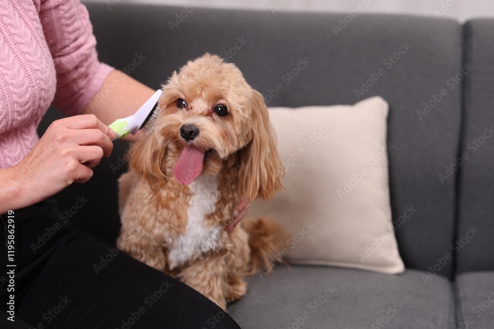 Woman brushing cute Maltipoo dog on sofa at home, closeup