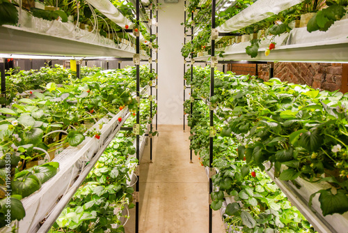 Greenhouse with rows of ripe red strawberries plants, organic berry