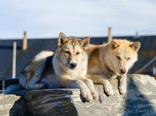 Sled dog in the small town Uummannaq. During winter the dogs are still used as dog teams to pull sledges of fishermen. Greenland, Danish Territory photo