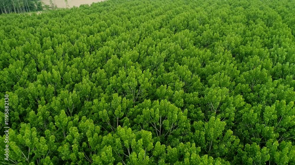 Drone view of a lush green forest in spring, showcasing vibrant trees and fresh foliage. A serene and expansive natural landscape perfect for themes of tranquility, growth, and the beauty of nature. Drone view of a lush green forest in spring, showcasing vibrant trees and fresh foliage. A serene and expansive natural landscape perfect for themes of tranquility, growth, and the beauty of nature.