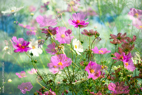 Fototapeta Naklejka Na Ścianę i Meble -  Color stock image of Composite of Cosmos Garden