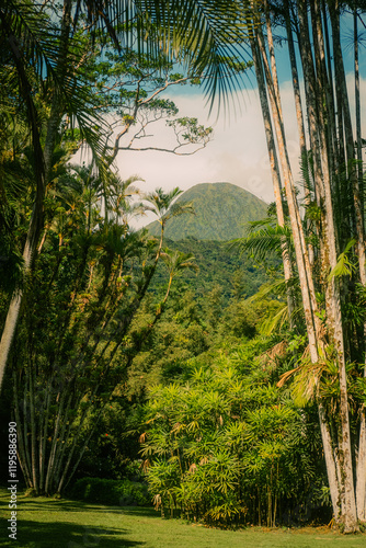 Balata Martinique exotic garden flowers 