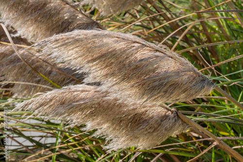 Pampas Grass