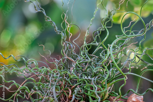 Corkscrew rush plant