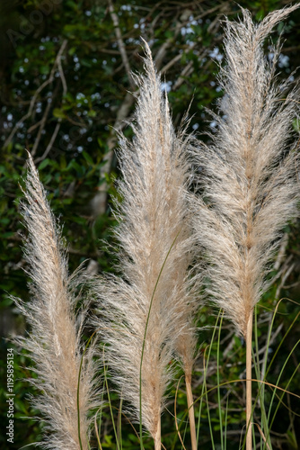 Pampas grass photo