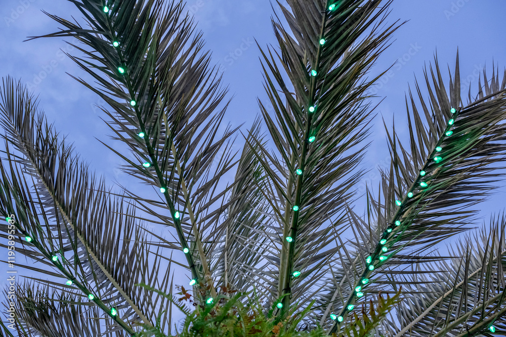 Christmas lights on a palm tree Christmas lights on a palm tree