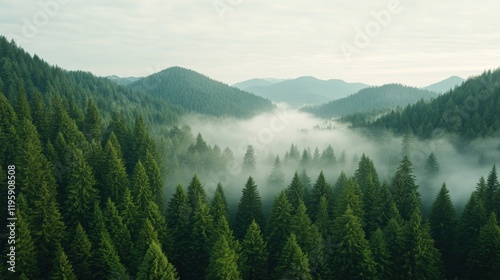 An aerial view captures a dense, dark pine forest shrouded in mist, with rolling hills fading into the distance under a cloudy sky.