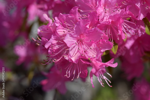 ヨシノツツジ　花模様 photo