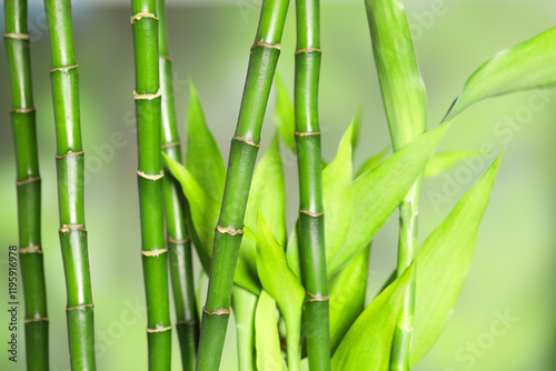 Beautiful decorative bamboo plant on blurred background, closeup