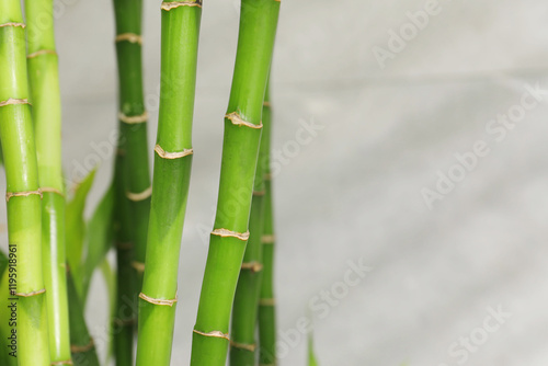 Beautiful decorative bamboo plant on blurred background, closeup. Space for text