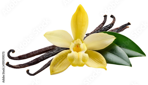 Frijol de vainilla con flor 