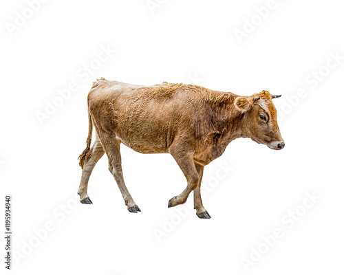 moving cow with reddish brown color isolated on white background