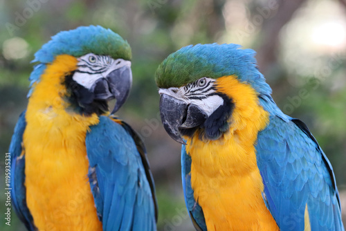 Couple of canindé macaw (Ara ararauna), also known as yellow-bellied macaw, arari, yellow macaw, blue-and-yellow macaw, macaw and canindé,