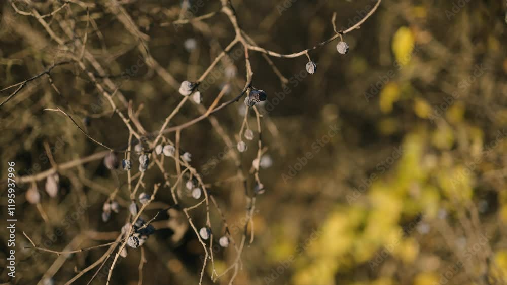 Dry branches with shriveled berries swaying gently in the sunlight, set against a blurred natural background, showcasing the beauty of autumn or winter landscapes. Dry branches with shriveled berries swaying gently in the sunlight, set against a blurred natural background, showcasing the beauty of autumn or winter landscapes.