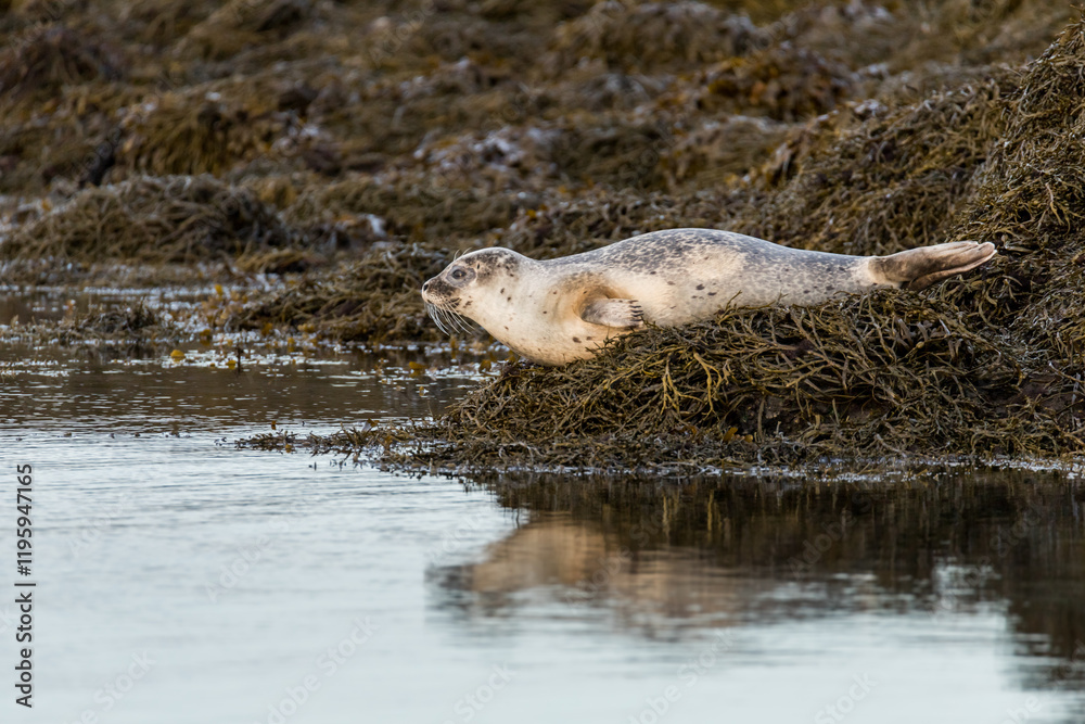 Fototapeta premium seal, going down into the water, phoca, harbour seal, vitulina, marine mammal, seashore, ocean shore, seaweed, substrate, in the wild