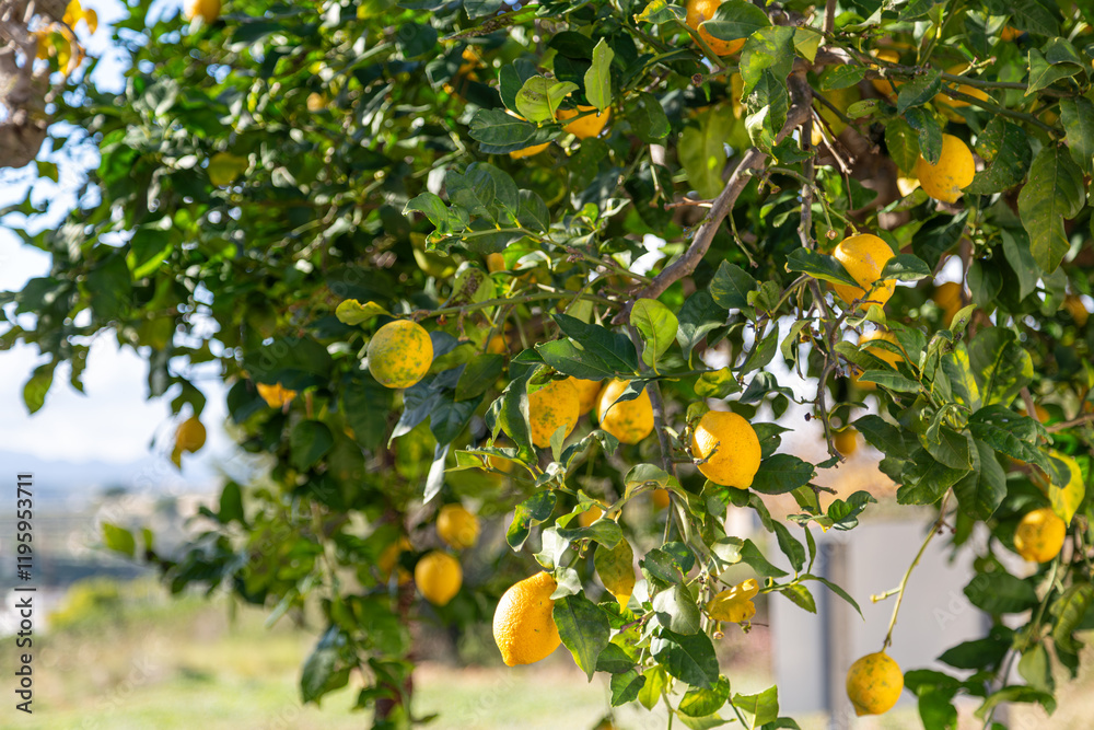 Lemon tree full of large ripe citrus lemon fruits and green leaves in a Spanish garden on a hot sunny day Lemon tree full of large ripe citrus lemon fruits and green leaves in a Spanish garden on a hot sunny day