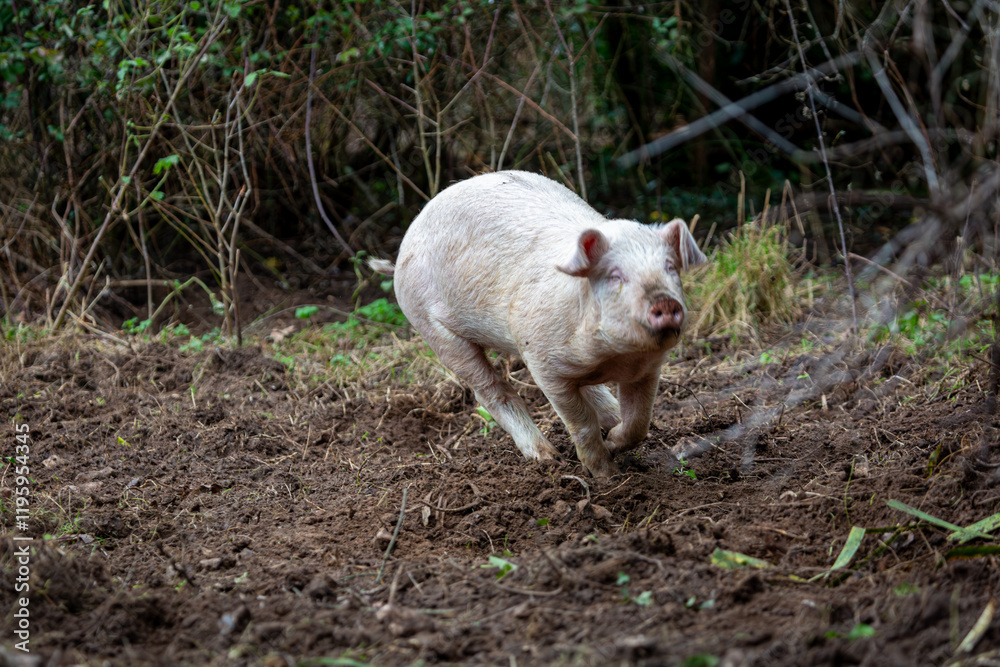 3 month old piglets enclosure consisting of two girls and one boy, Image shows the piglets running around 3 month old piglets enclosure consisting of two girls and one boy, Image shows the piglets running around