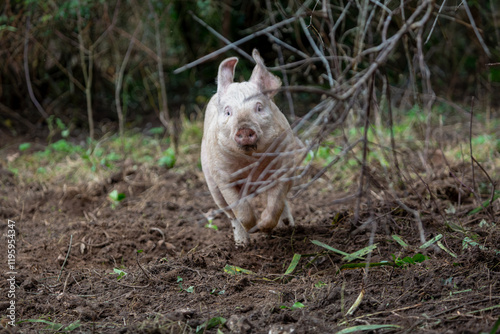 3 month old piglets enclosure consisting of two girls and one boy, Image shows the piglets running around  photo