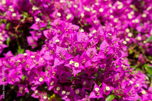 Blooming great bougainville...